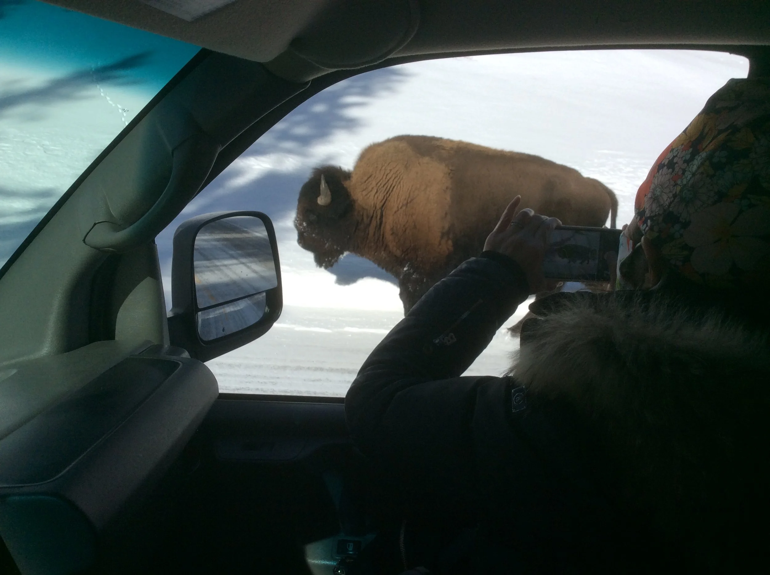 Upclose view of a bison from inside the tour van