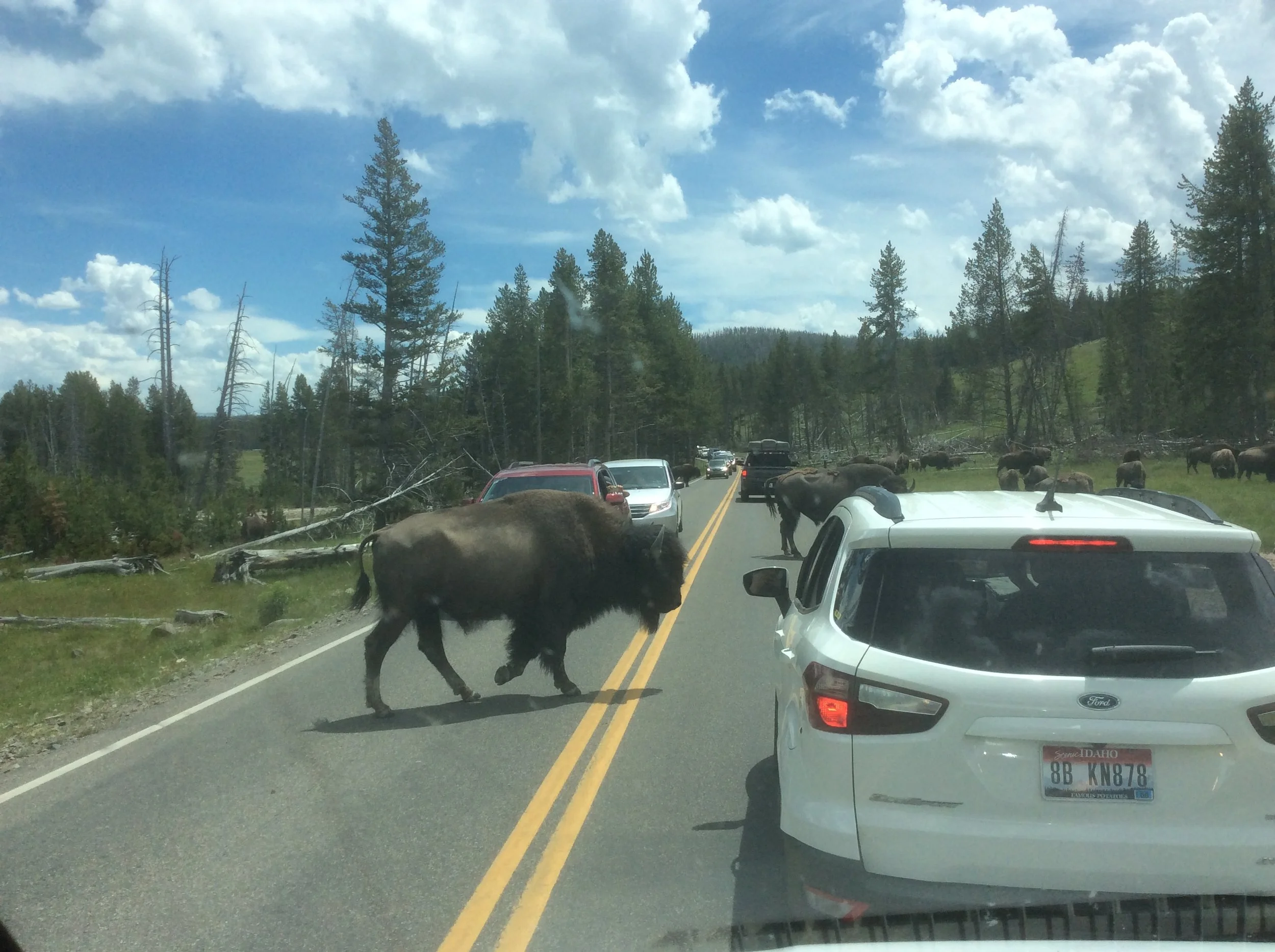 Bison traffic jam