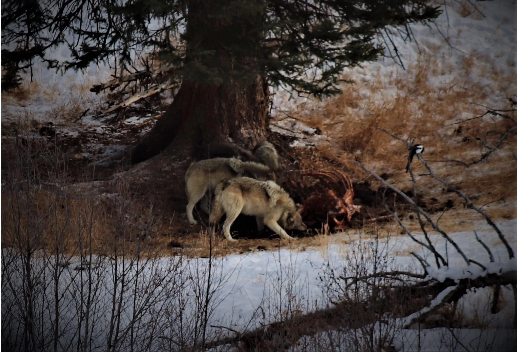 Wolves feeding