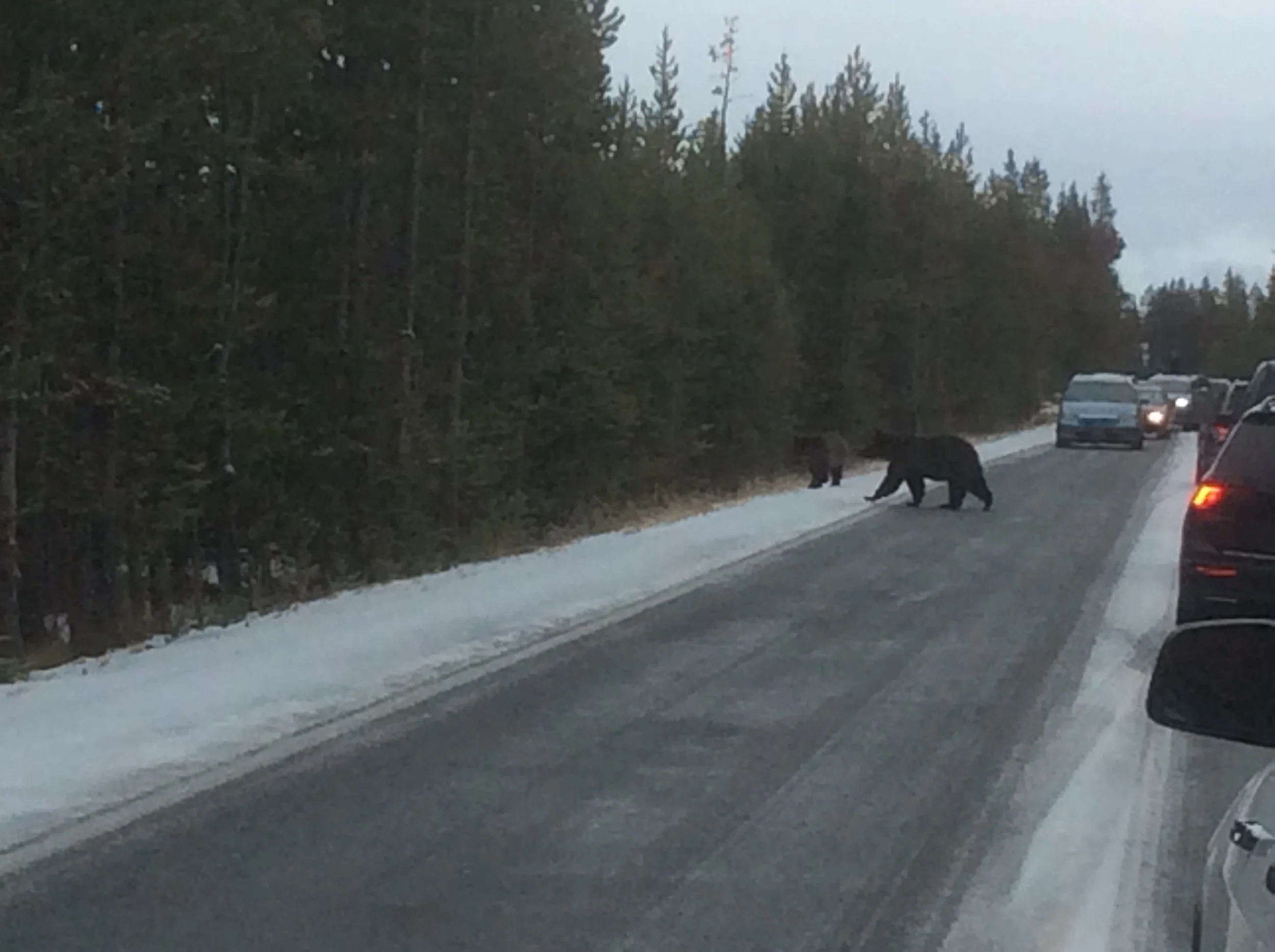 Two Grizzlies crossing the highway