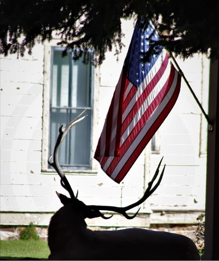 Elk near US flag