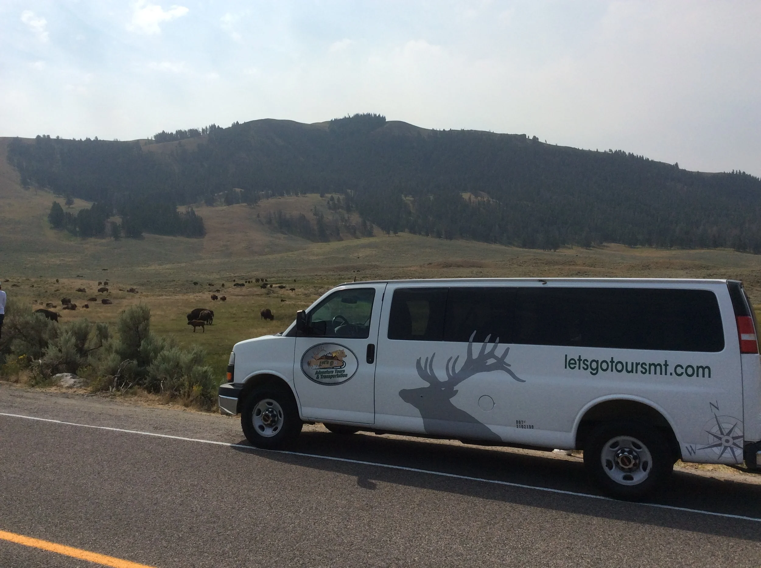 Tour van overlooking bison herd