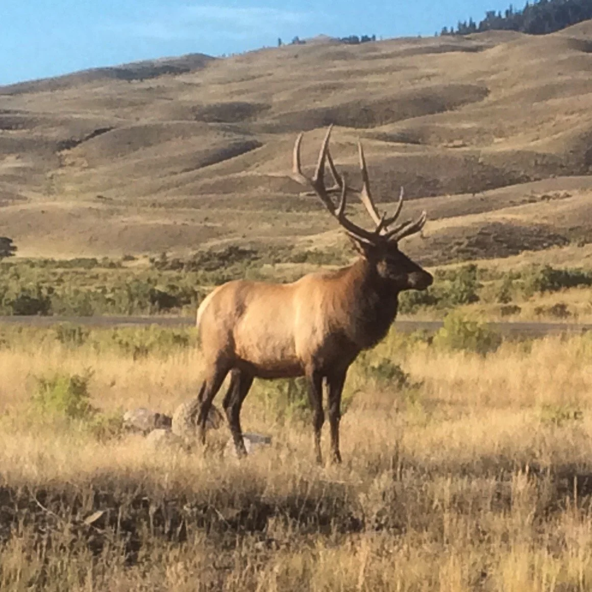 Elk close up