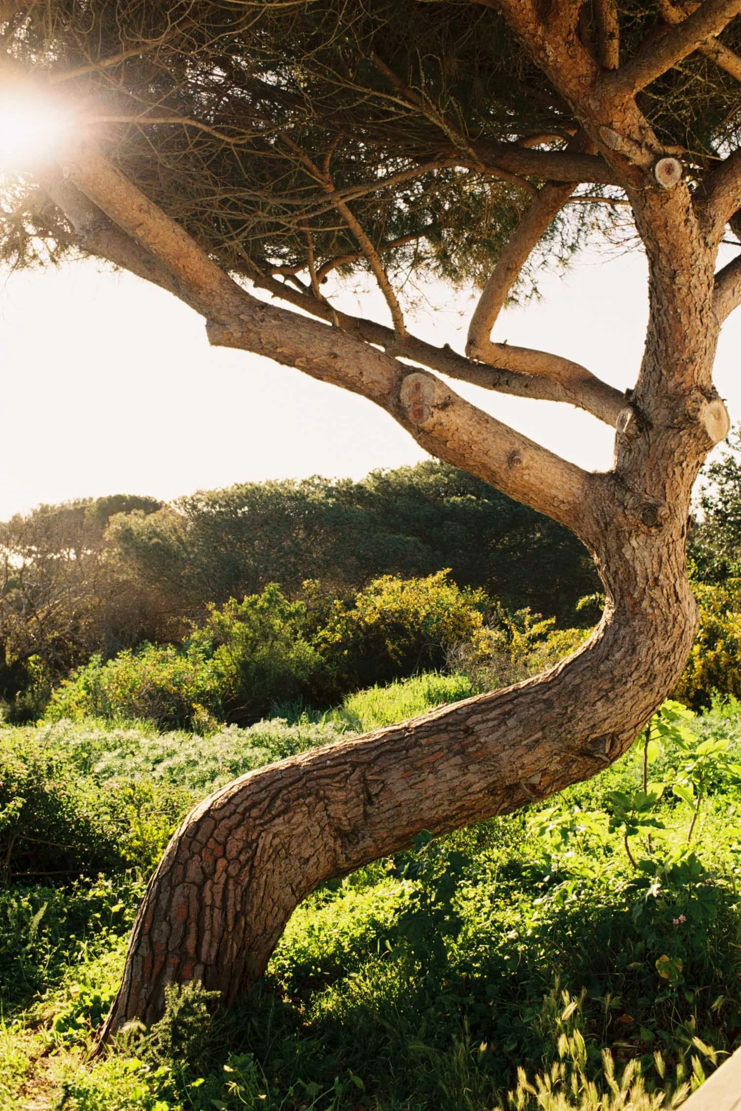 Domen_Nan_Algarve-4.jpg