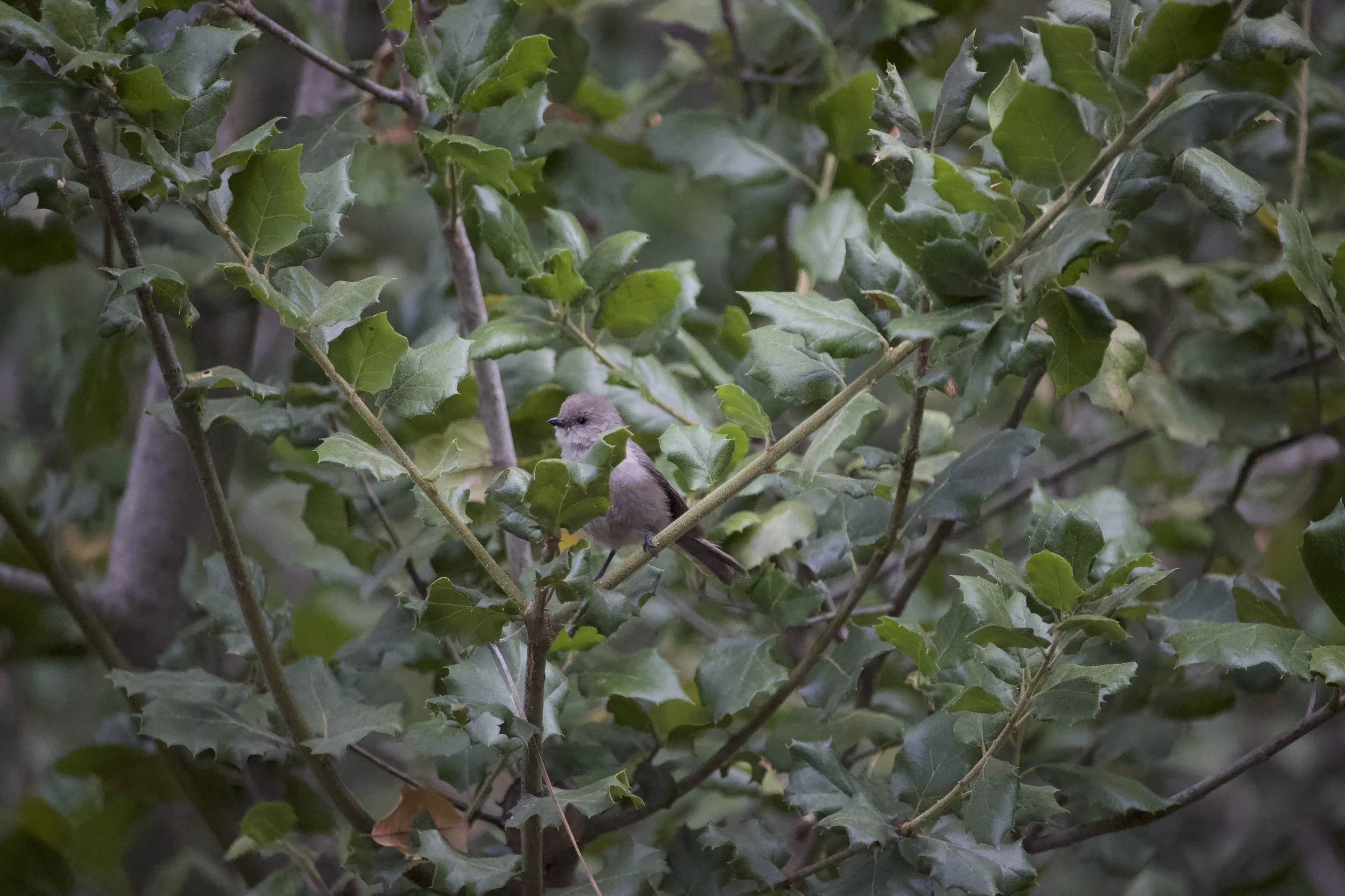 Bushtit (Psaltriparus minimus)