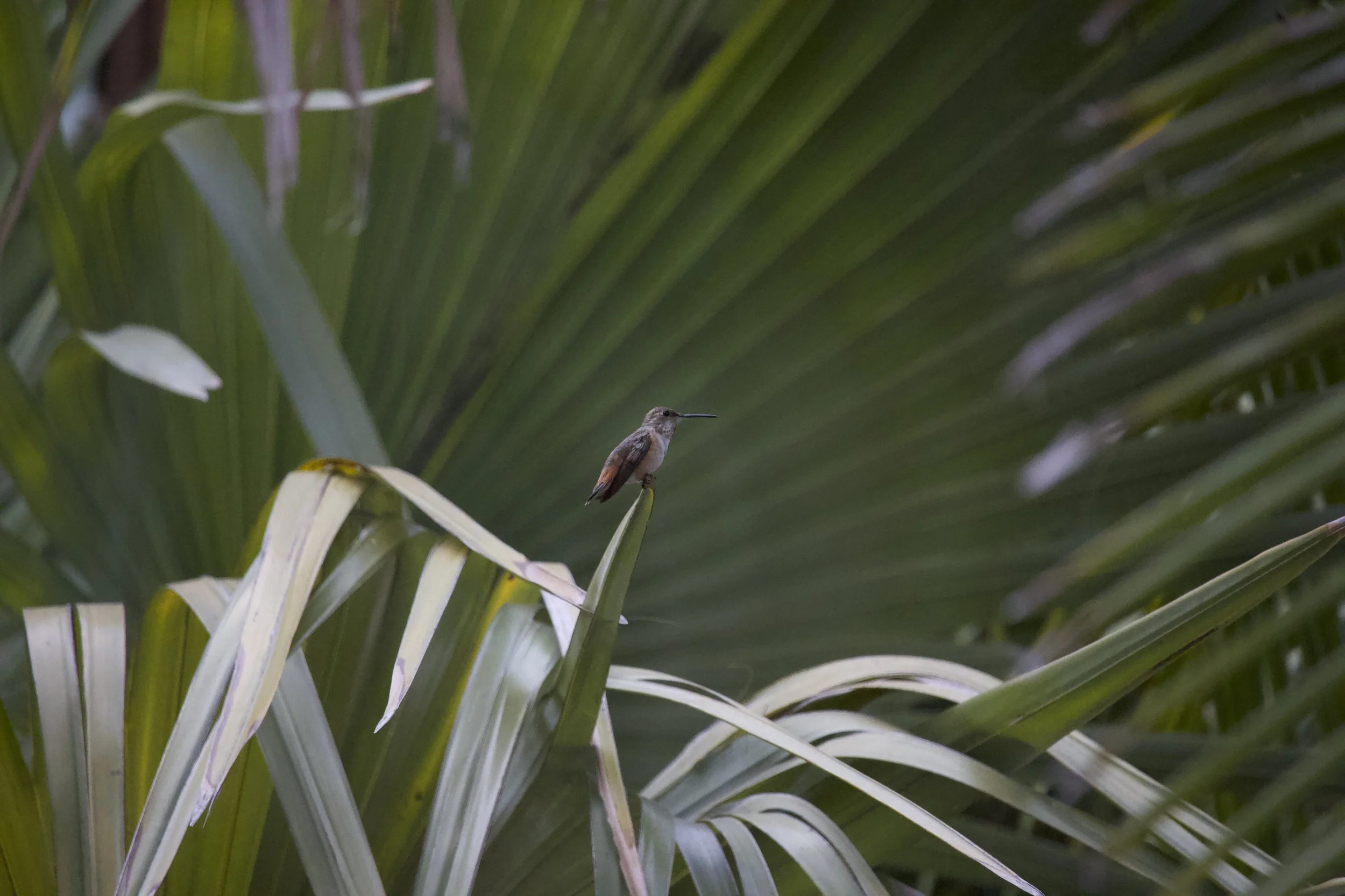 Allen's Hummingbird (Selasphorus sasin)