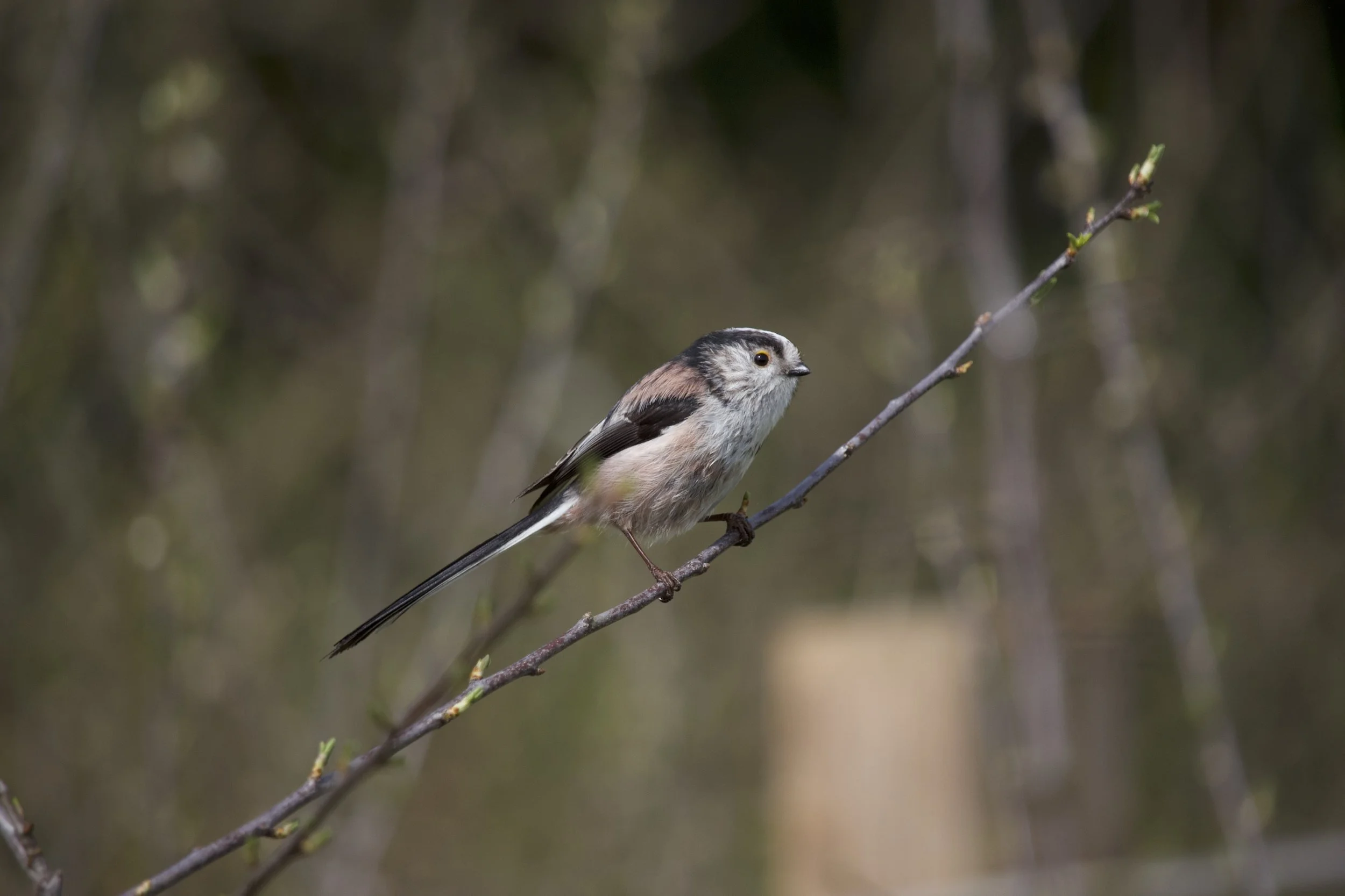 Long-tailed Tit (Aegithalos caudatus)