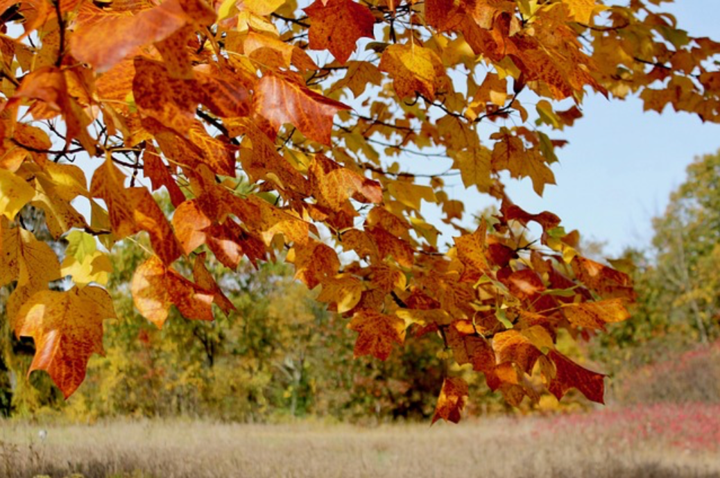 Maple branch with orange and gold autumn leaves against a blue sky, overlooking a golden meadow