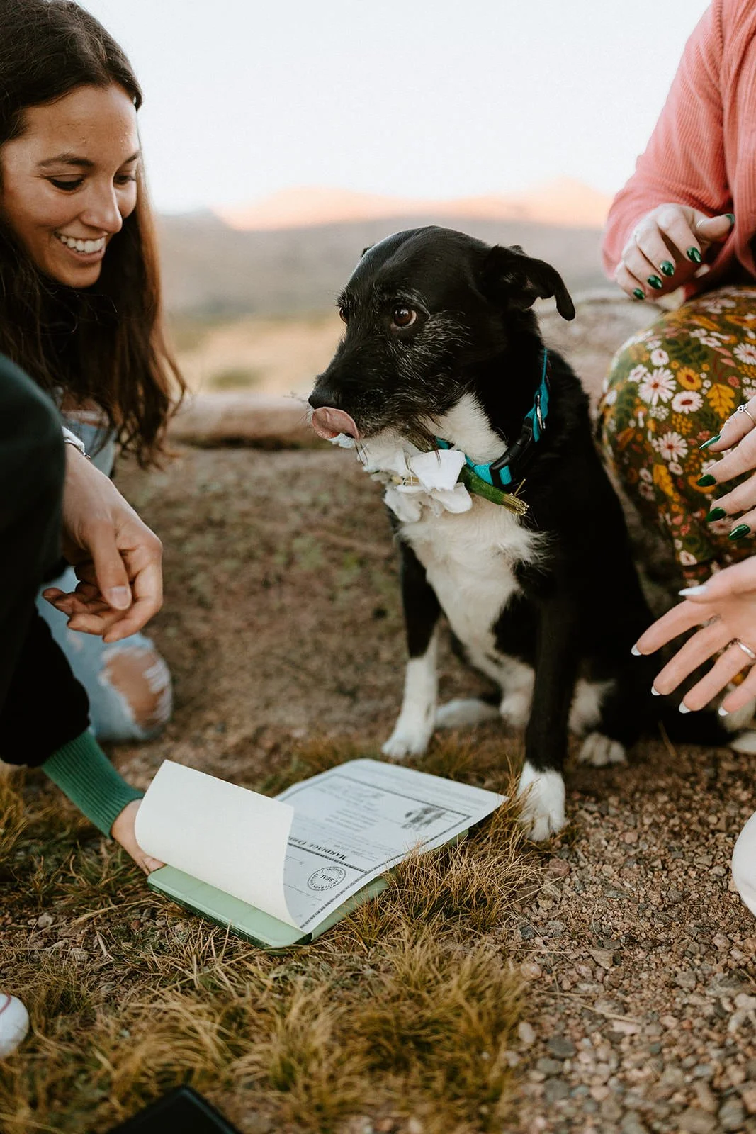Can your dog sign your marriage license in Colorado: How to Elope in Colorado