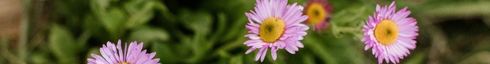 Close-up of several pink daisies with yellow centers in a garden
