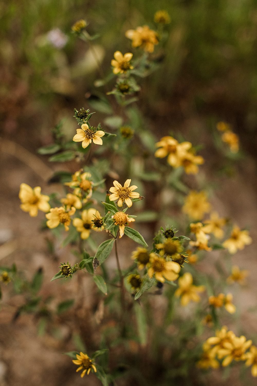 lake-irwin-elopement-crested-butte-33-yellow-wildflowers-detail.jpg