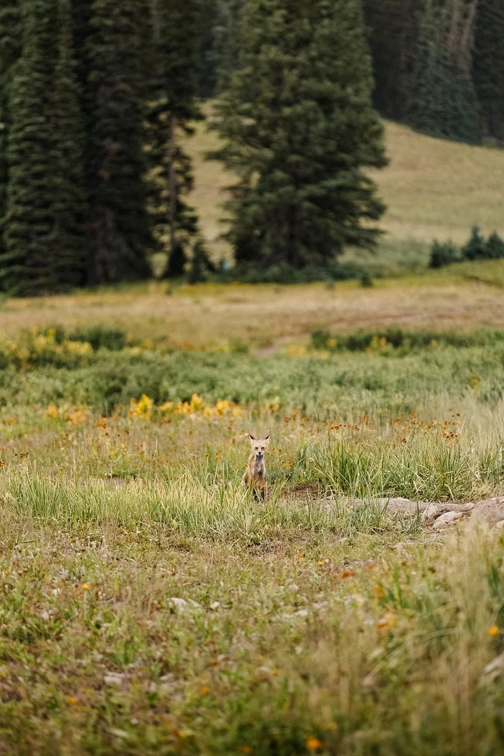 lake-irwin-elopement-crested-butte-85-meadow-scenery.jpg