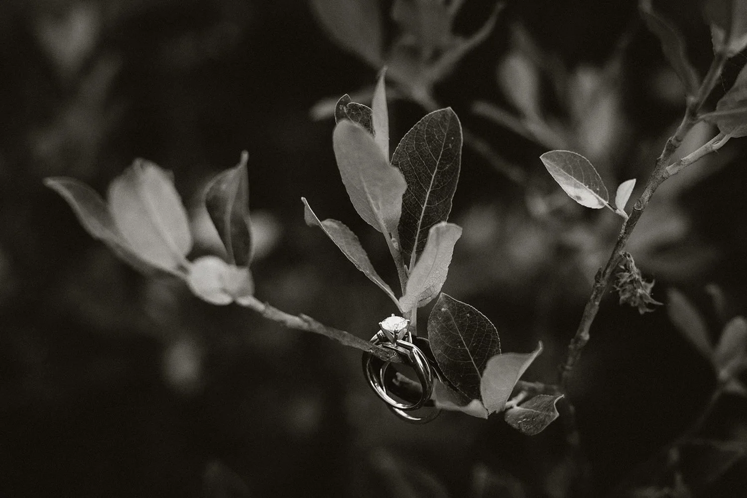 lake-irwin-elopement-crested-butte-86-rings-on-leaves-bw.jpg