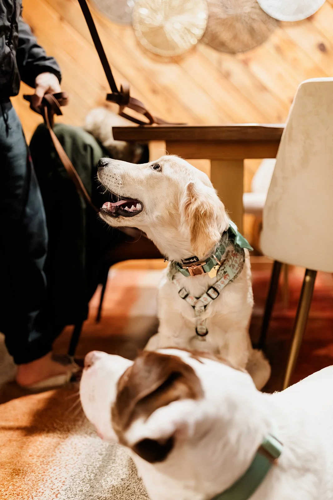 Golden retriever puppy and a brown and white dog in green bow ties looking up for a treat