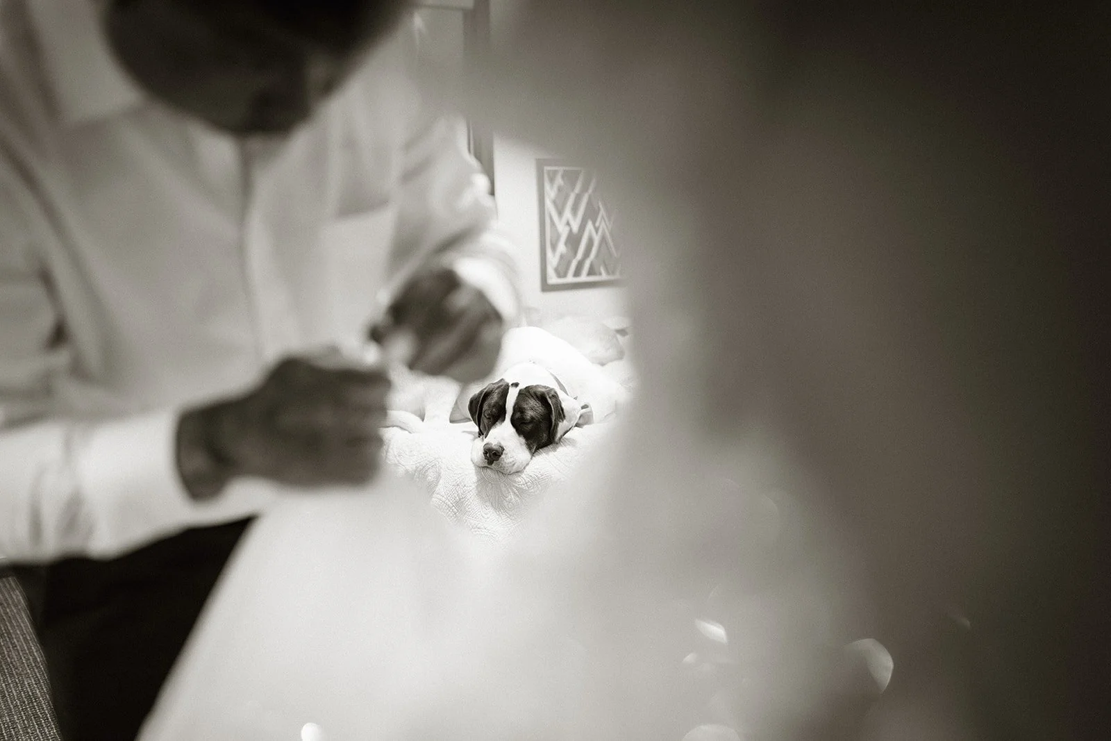 Dog watching from the floor while the groom fastens the bride's dress, in black and white