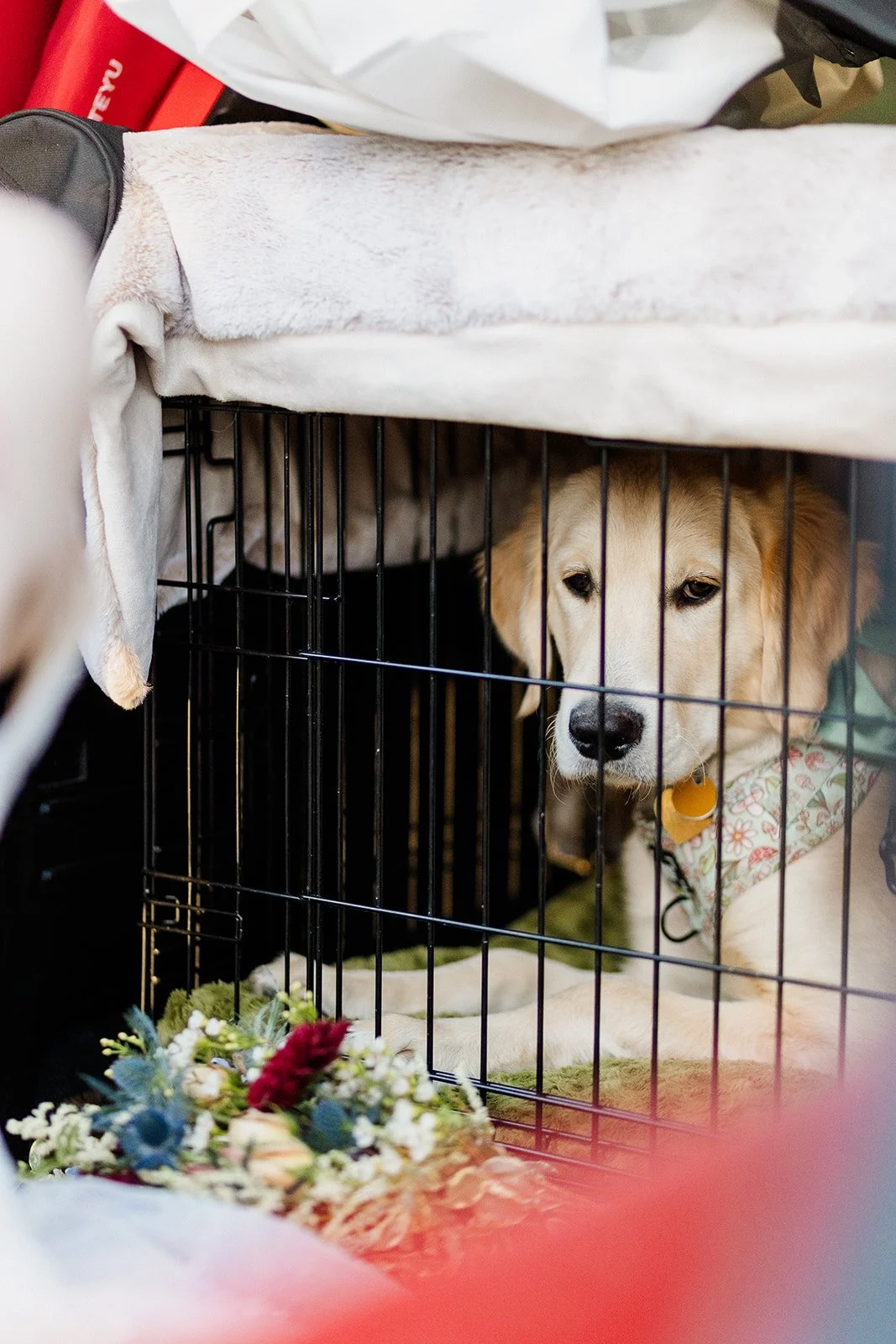 Golden retriever puppy in a crate in the back of a red Jeep with the wedding bouquet beside it