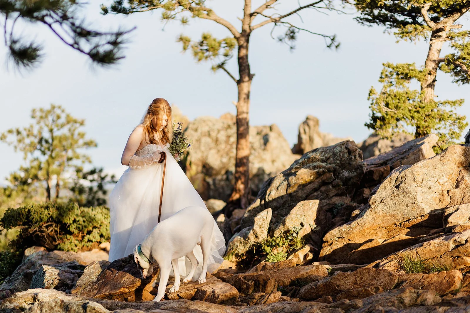 Bride standing on the rocks under pine trees with her white dog in front of her