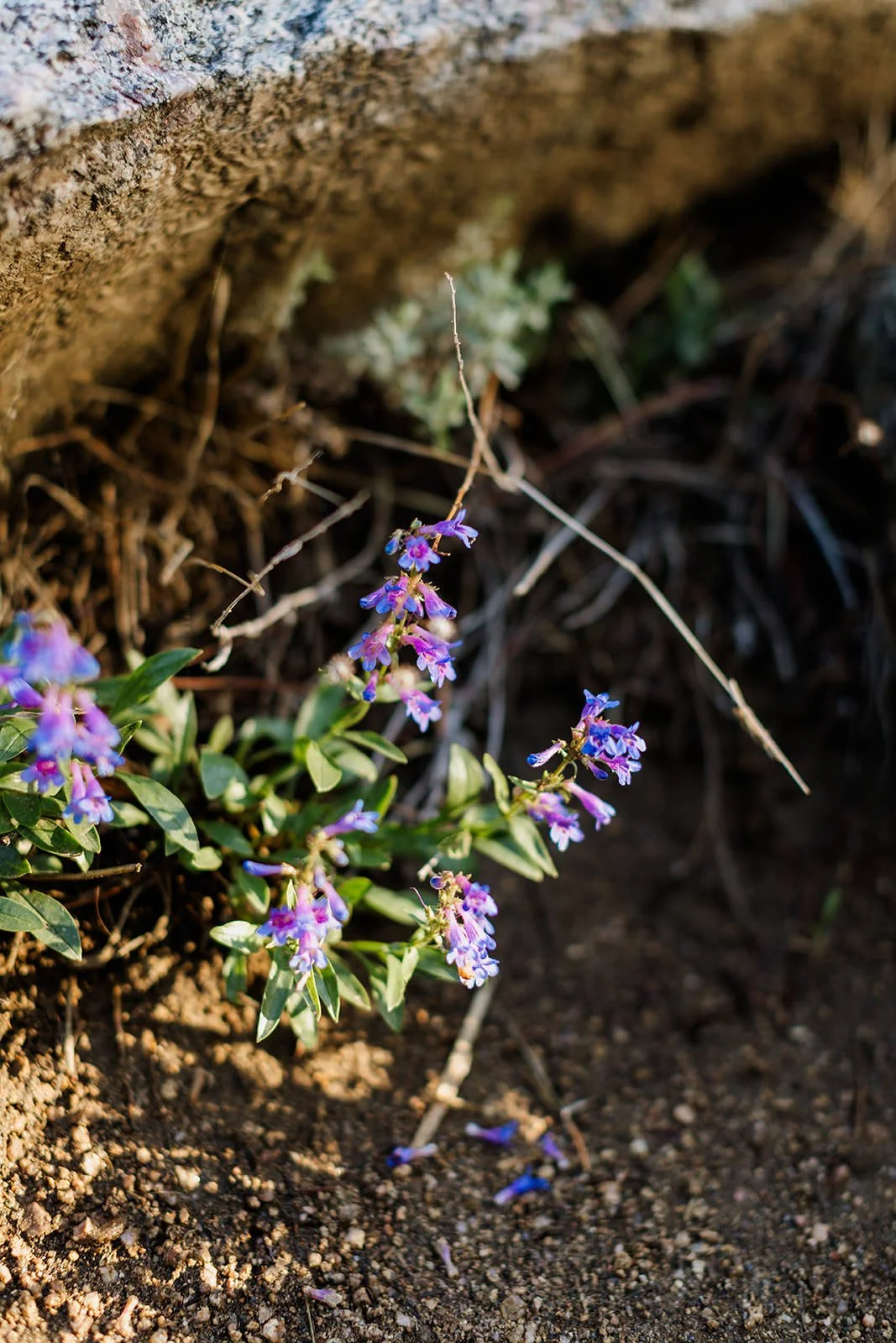 Purple wildflowers growing beside the trail