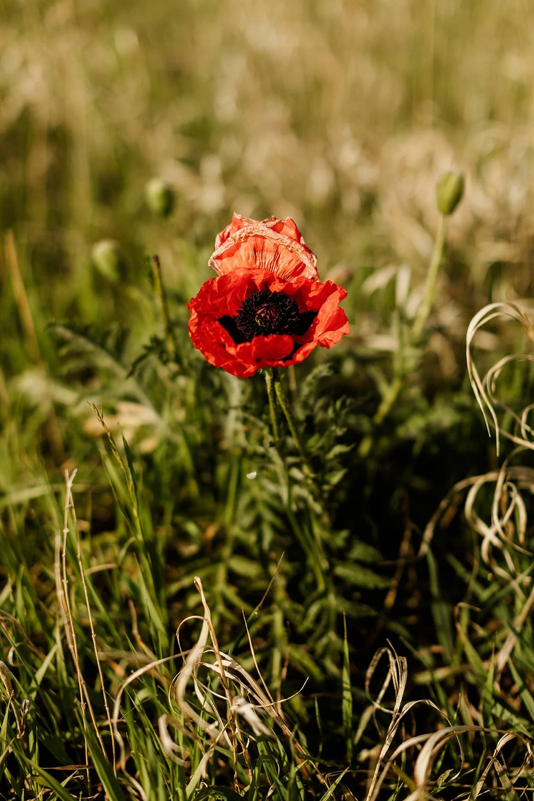 Red poppy in tall grass