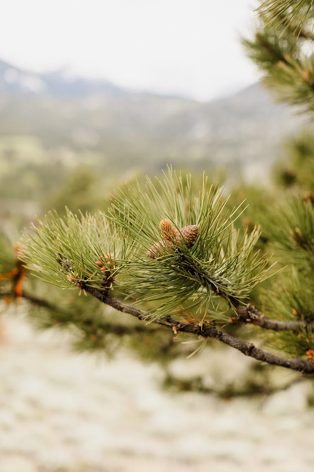 Close up of pine needles and cones with mountains behind