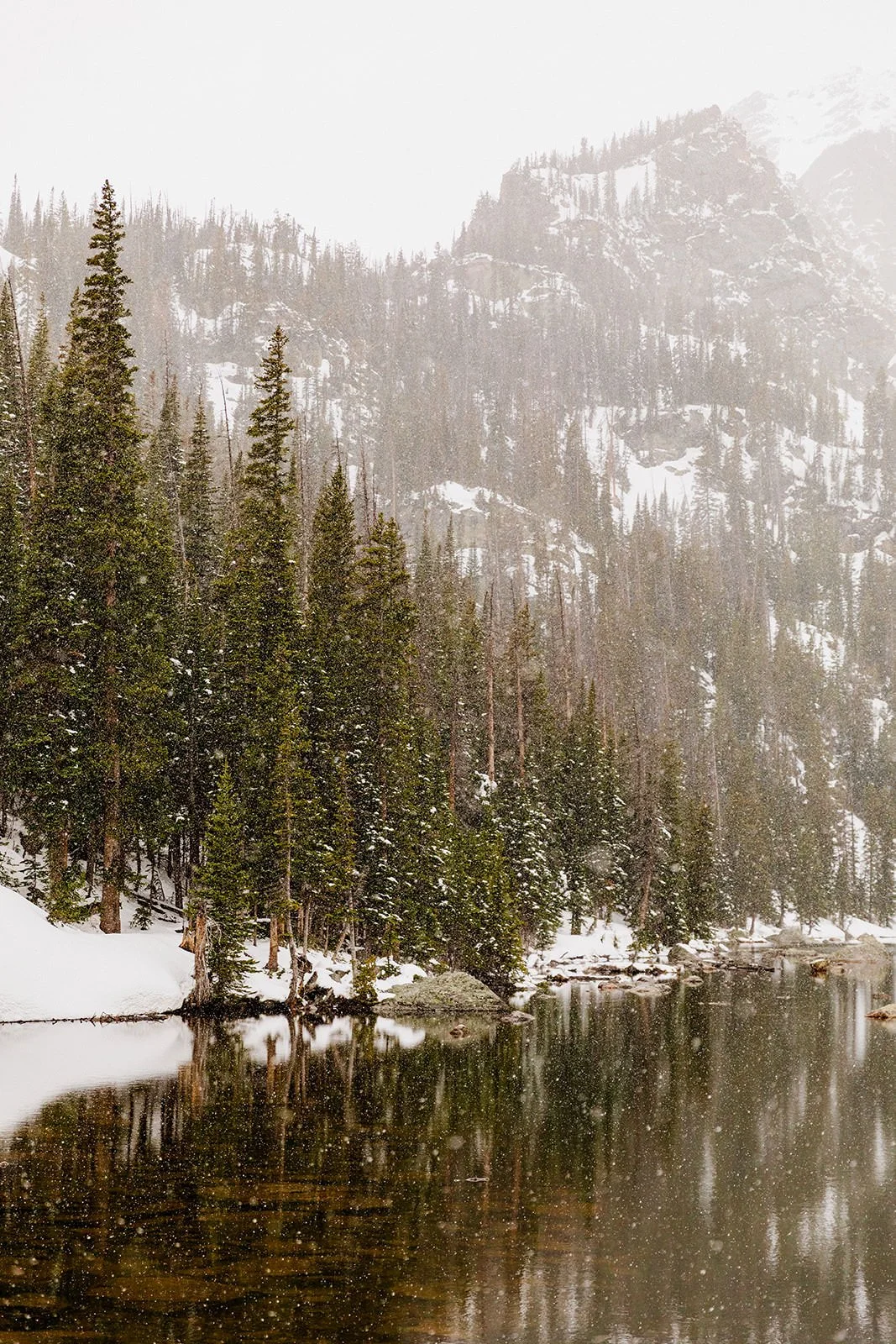 Snow dusted pines reflected in Dream Lake