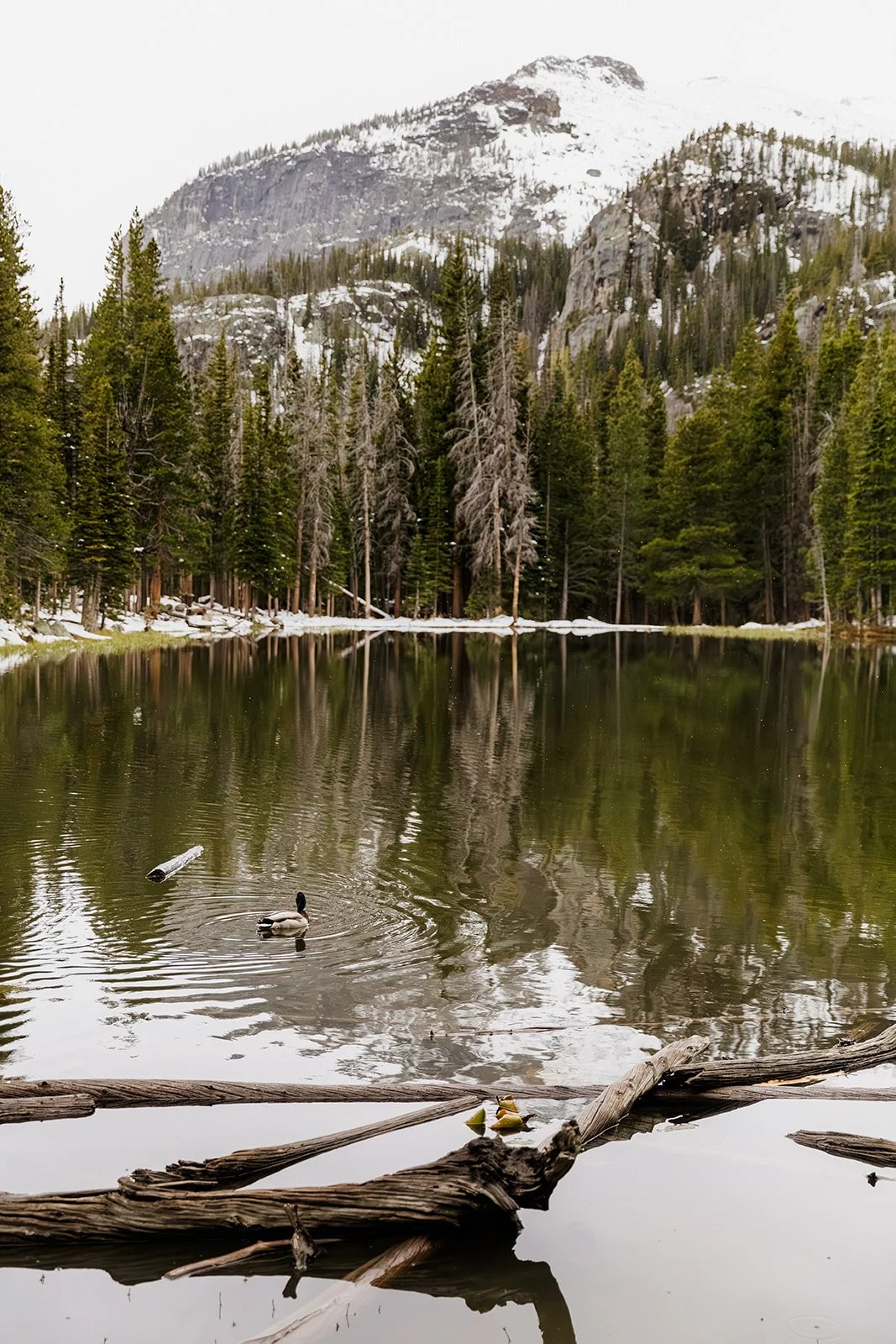 Duck on a still lake along the trail to Dream Lake