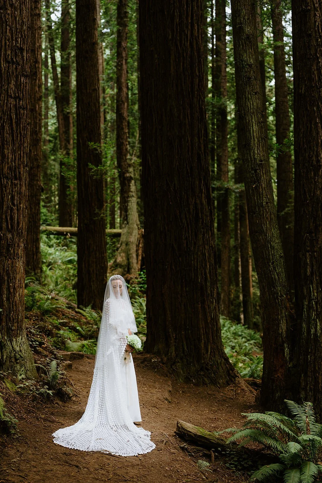 Long veil and lace wedding dress with a train on a trail through tall redwood trees
