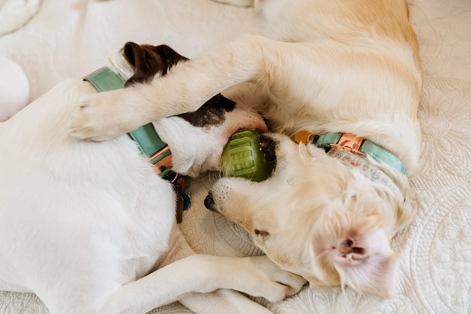 Two dogs chewing on a green ball together