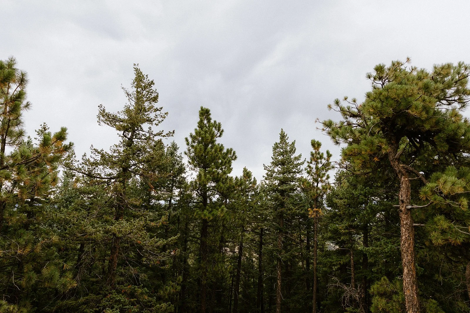 Boulder Pine Trees