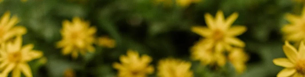 Blurred yellow flowers in a green outdoor setting.