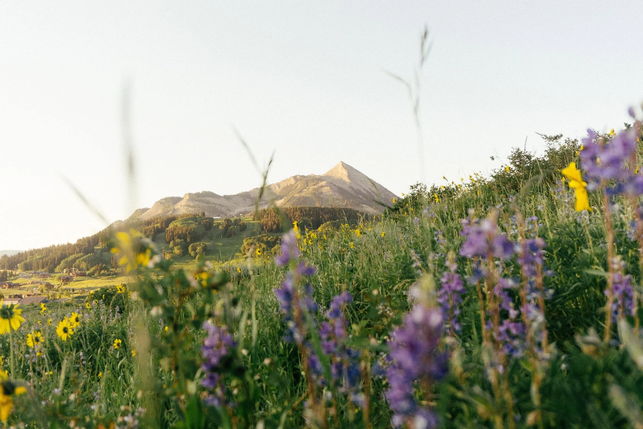 How to elope in wildflowers in Colorado