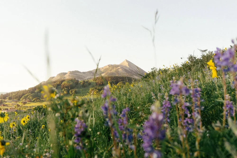 A couple eloping in a field of wildflowers in Crested Butte, Colorado in July
