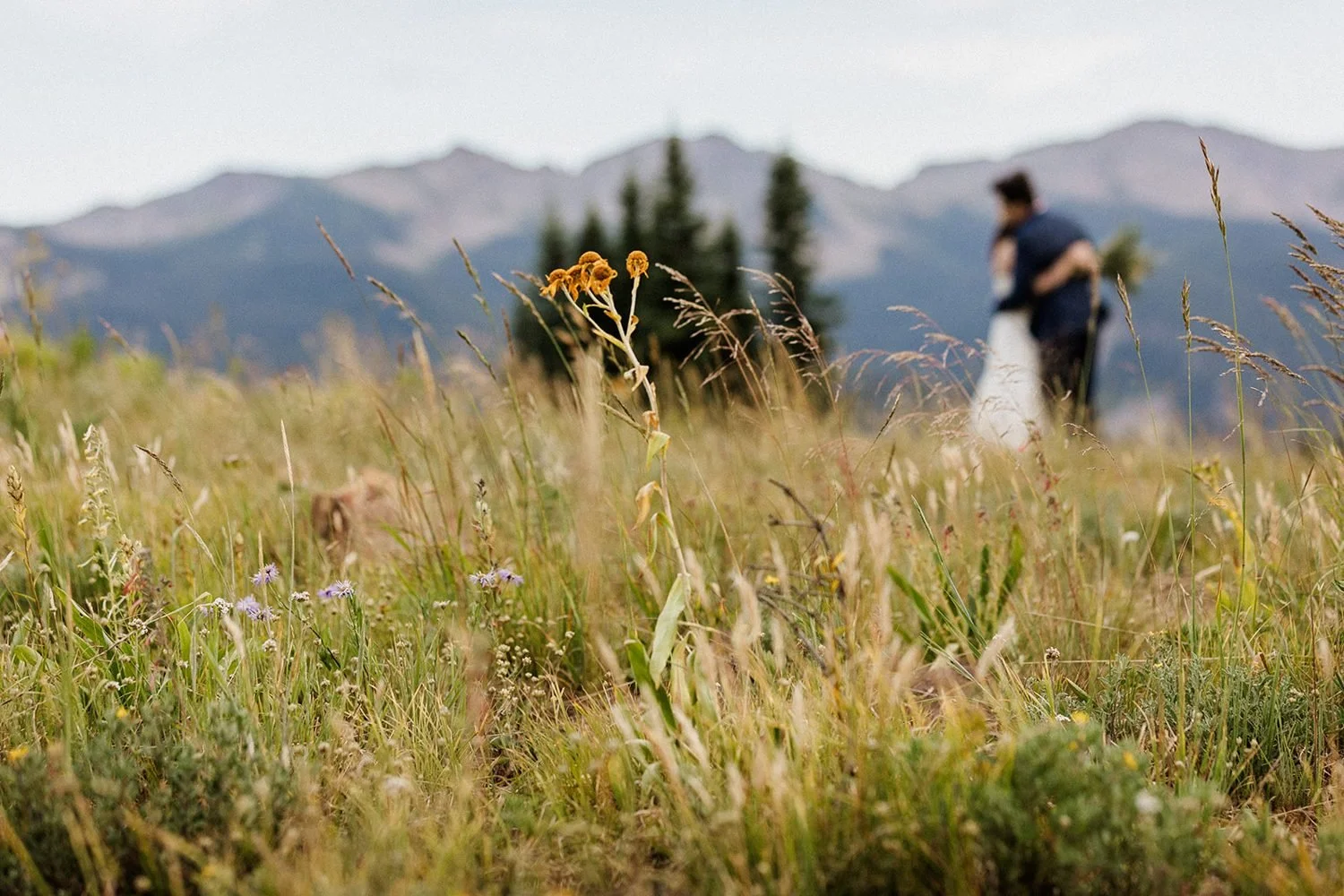 Walking through tall wildflowers at golden hour