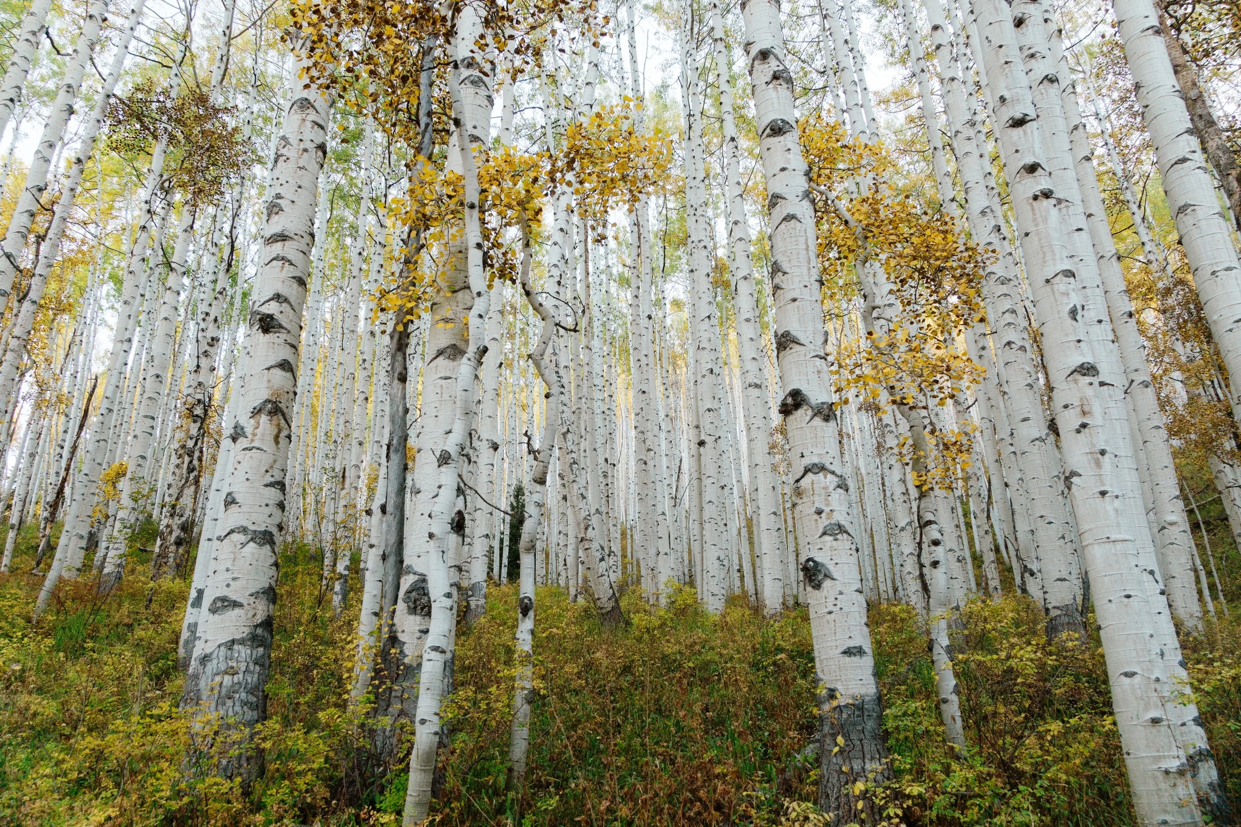 A grove of white aspen trees starting to turn gold at the Ruby Anthracite trailhead in Crested Butte