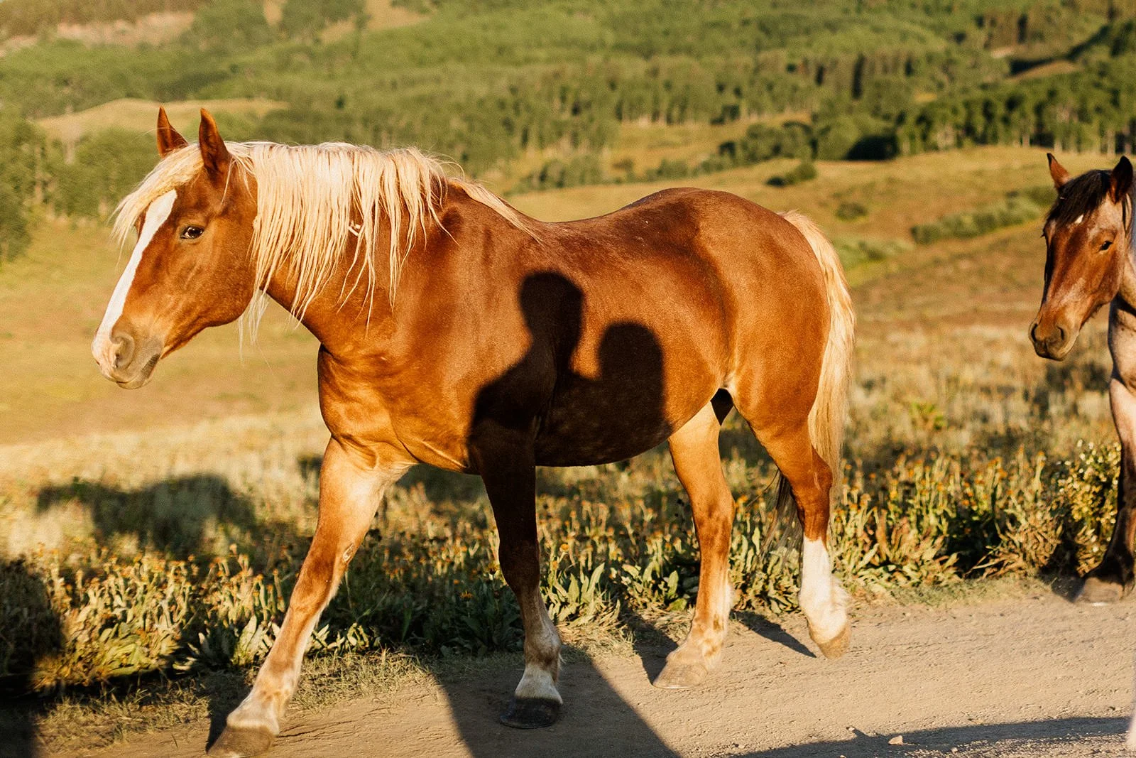 A wedding couples shadow on a horse during their Intimate Wedding in Crested Butte