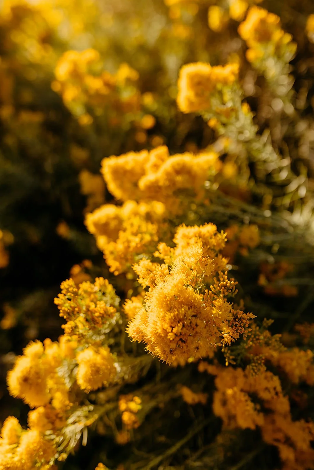 Yellow flower found in Colorado