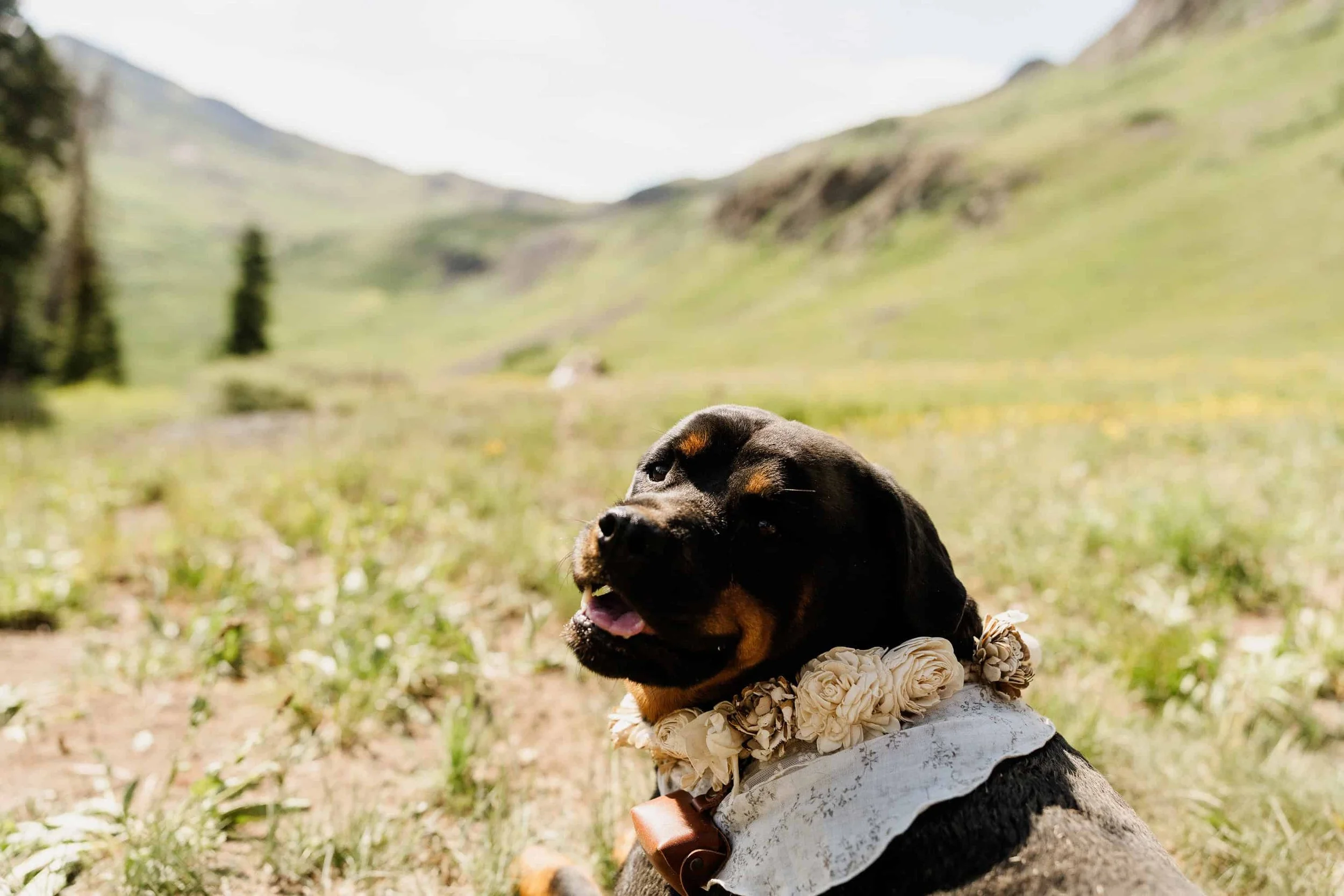 A black and tan dog wearing a flower collar sitting in a mountain meadow during an elopement