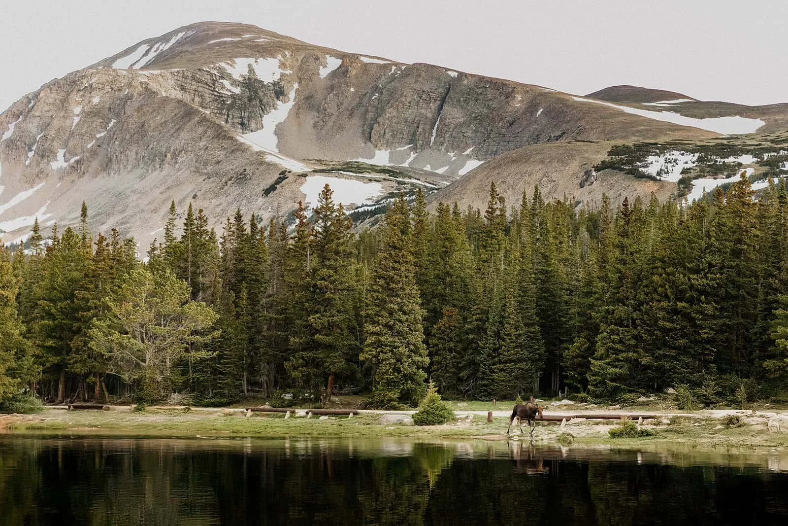 A moose walks along the shoreline of Brainard Lake