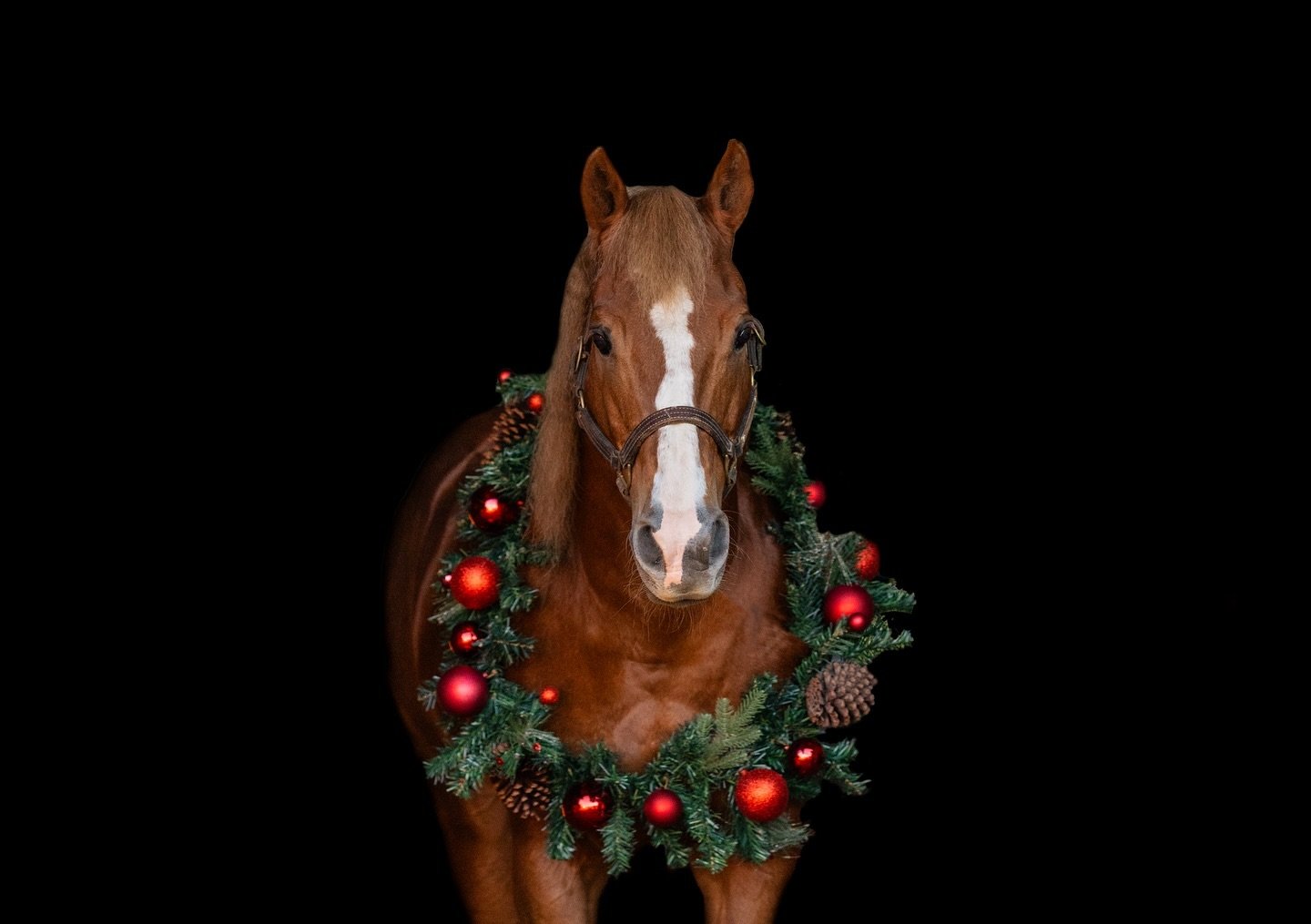 It&rsquo;s TIIIIIME ✨✨✨✨

Christmas season is in full swing!! Love it! ❤️❤️❤️

#HorsePhotography #EquinePhotography #ChristmasHorses #SouthAlabamaPhotographer
#EquestrianStyle #FestiveHorses #HolidayWreath #HorseInWreath #SouthernChristmas #EquineArt