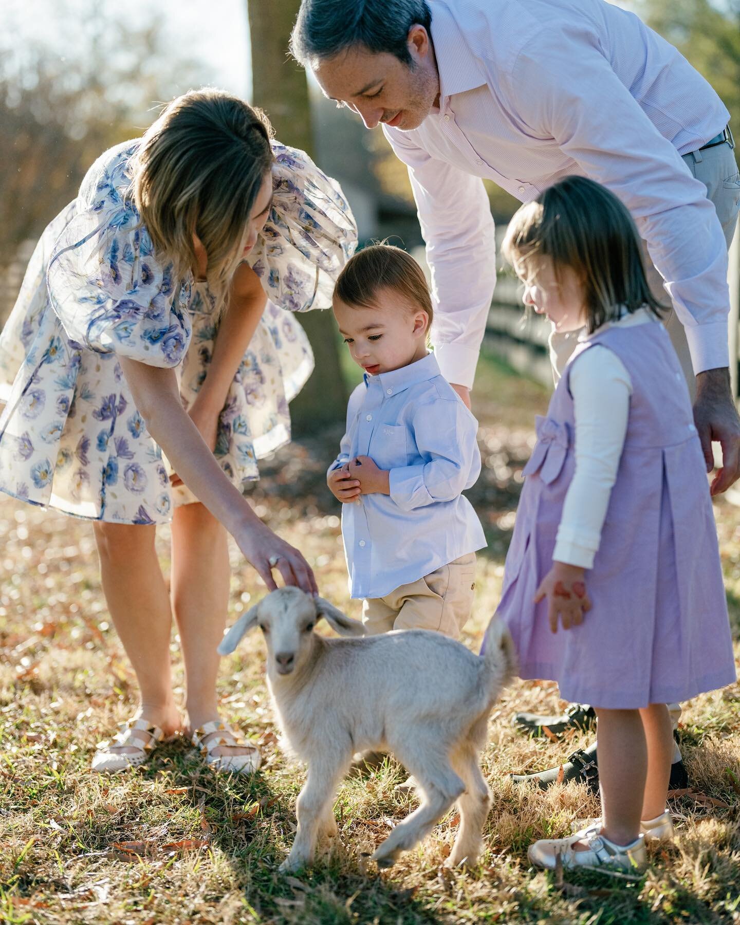 This goat jumped out of the fence and got in this family session at @morninggloryfarm. He was so small he came right through the fence. I have been able to photograph this family since before the kids were born and it&rsquo;s been a joy seeing them y