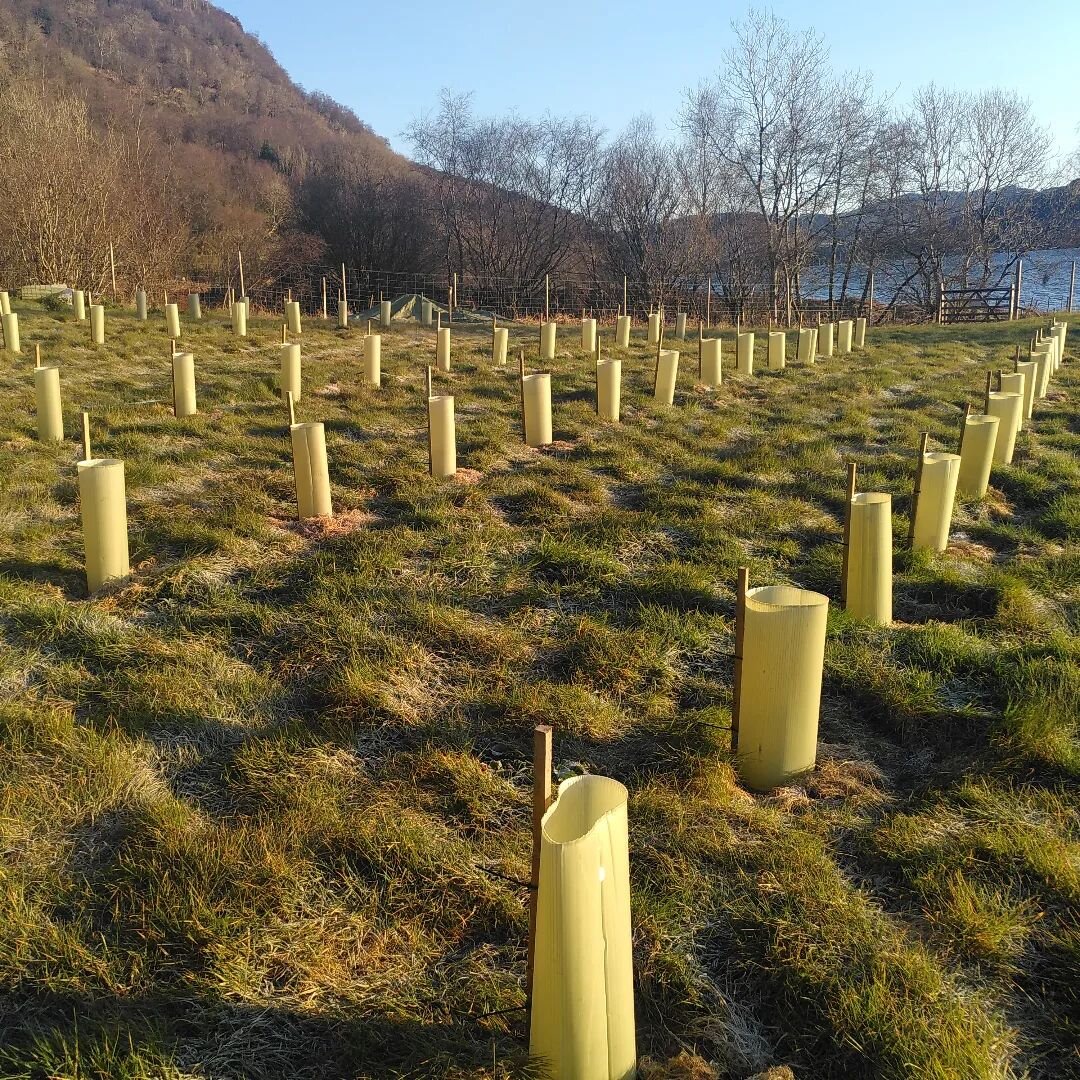 This has been a nice job planting in gorgeous weather. I'm certainly over digging holes for now though and pleased to see the rows looking quite straight ... that  peculiar human weakness for straight lines ... I'll take the guards off in a couple mo