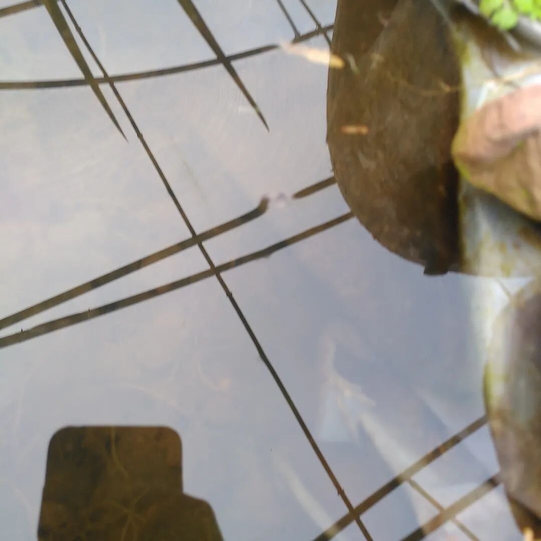 The tunnel pond - home to zillions of tadpoles at the moment, it's one of the tea nursery's natural pest control measures, frogs and toads love it in there. 
They spend a period being vegetarian apparently in their teenage years as wee tadders then t