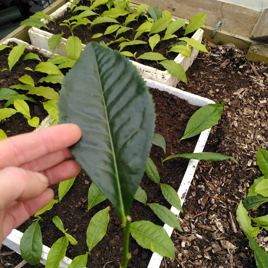 The largest tea leaf I've encountered in the nursery whilst taking cuttings... I must admit I'm a bit nervous to plant something so tropical looking outside in Scotland ... 
.
.
#tealeaf #teatime #premiumtea #teascotland #scottishgrowers #scottishgro