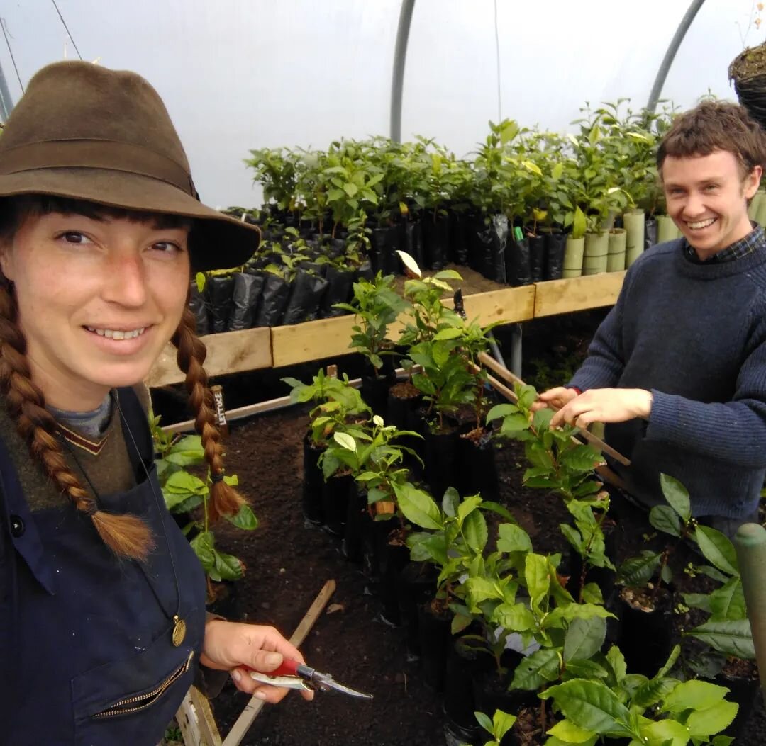 Great to have Steve here helping out in the tea this week 🌱
The tea plants are pruned a lot when they are young to create tea bushes with lots of tips 
.
.
#tea #teascotland #camelliasinsensis #teafarming #igtea #teatips #teaplants #scottishdrinks #
