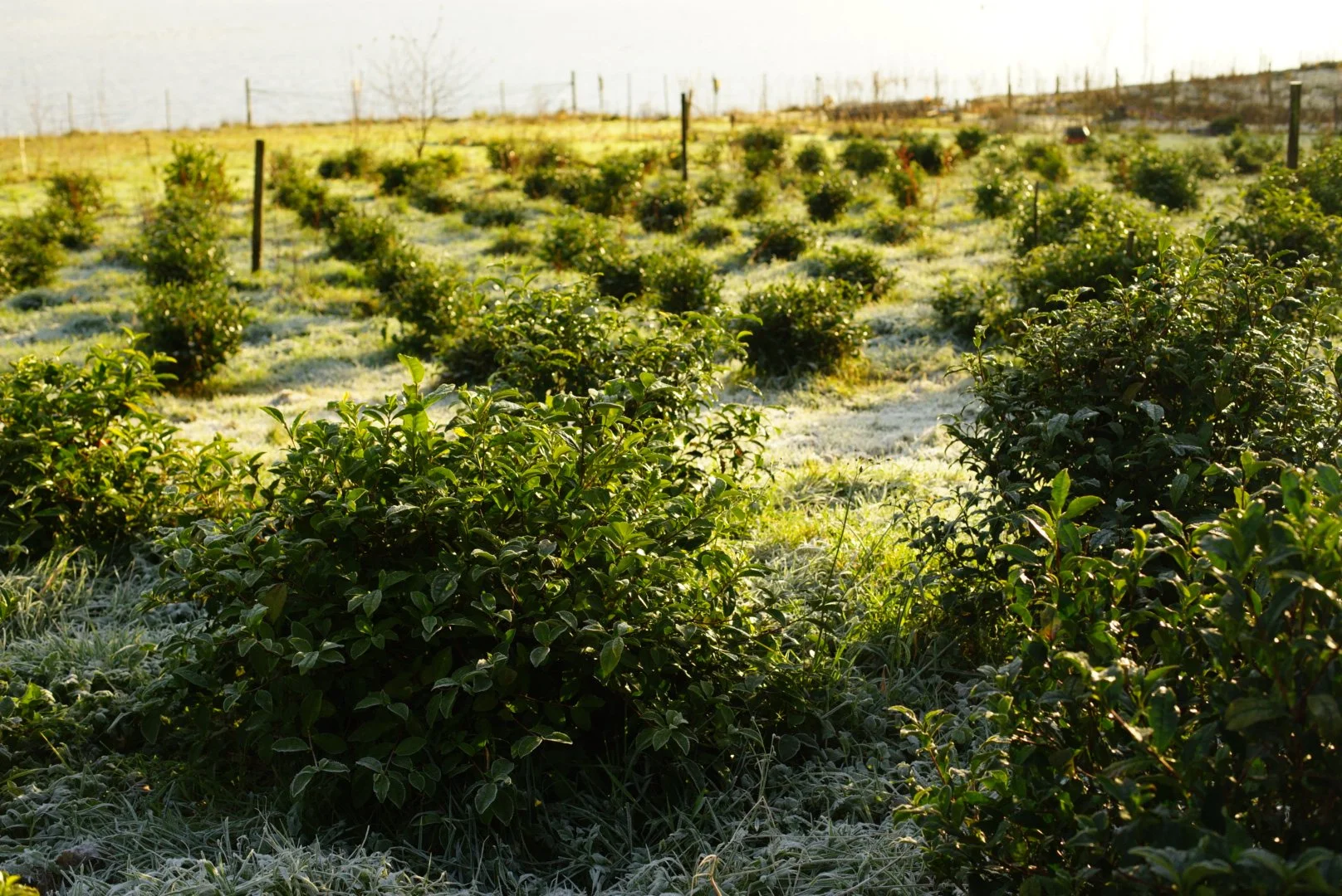 Caladh Tea Field_1.JPG