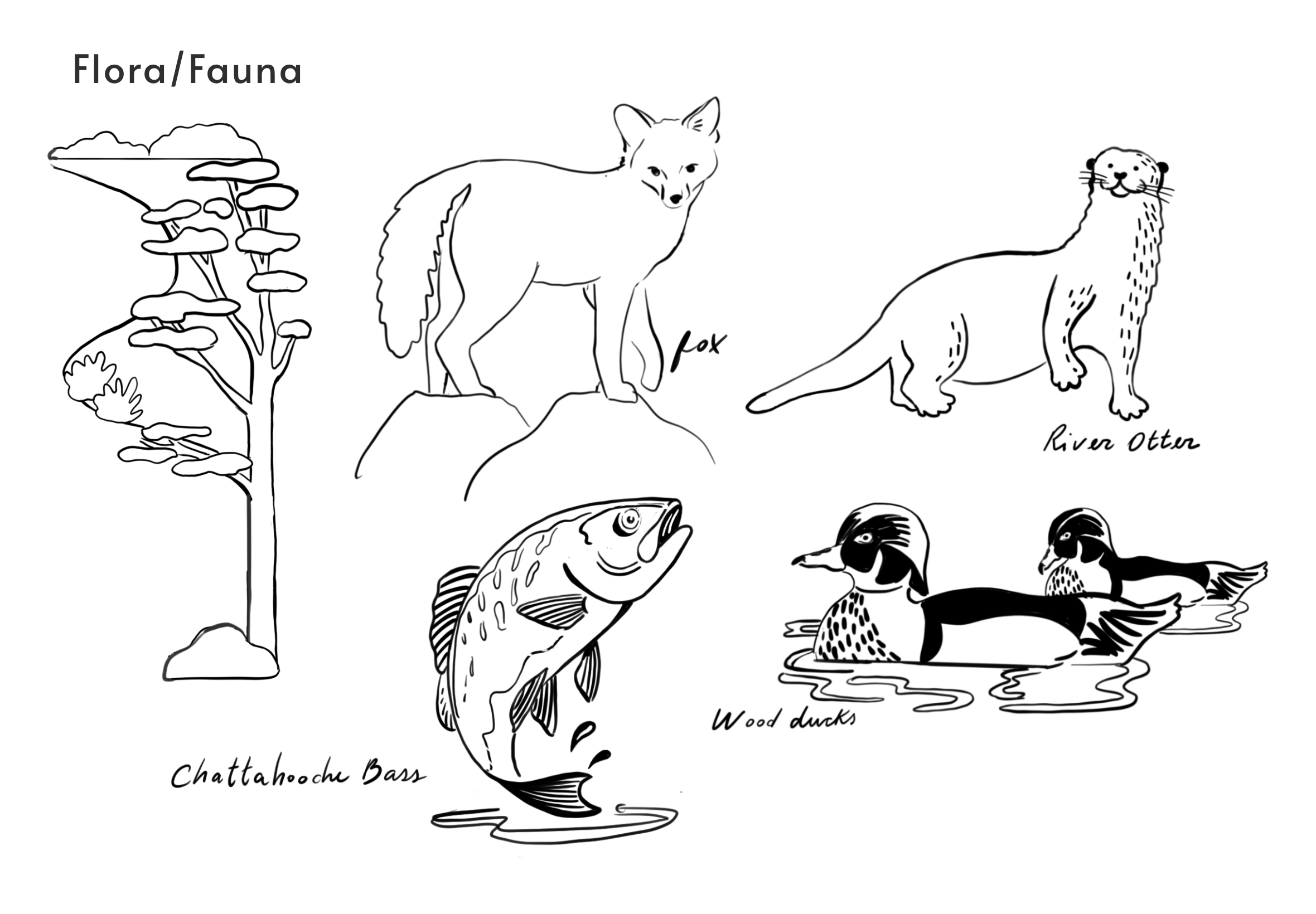 Sketches of Chattahoochee wildlife: fox, river otter, Chattahoochee bass and wood ducks