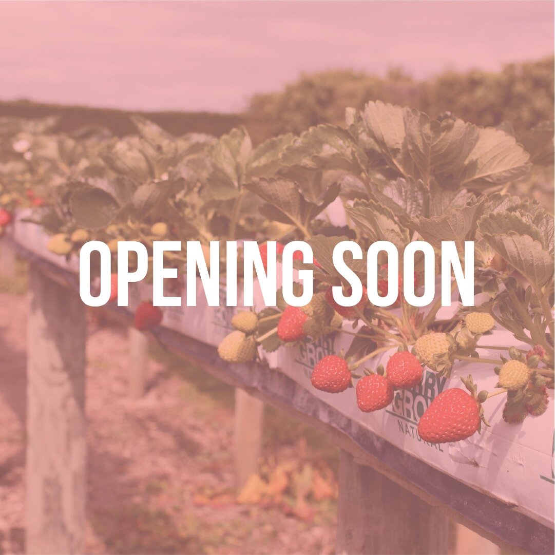 Great news! Berrylands will be opening on the 16th of December for PYO raspberries, boysenberries &amp; karaka berries, and real fruit ice creams! We will let you know our hours closer to the day.

No PYO for Strawberries just yet however, they will 