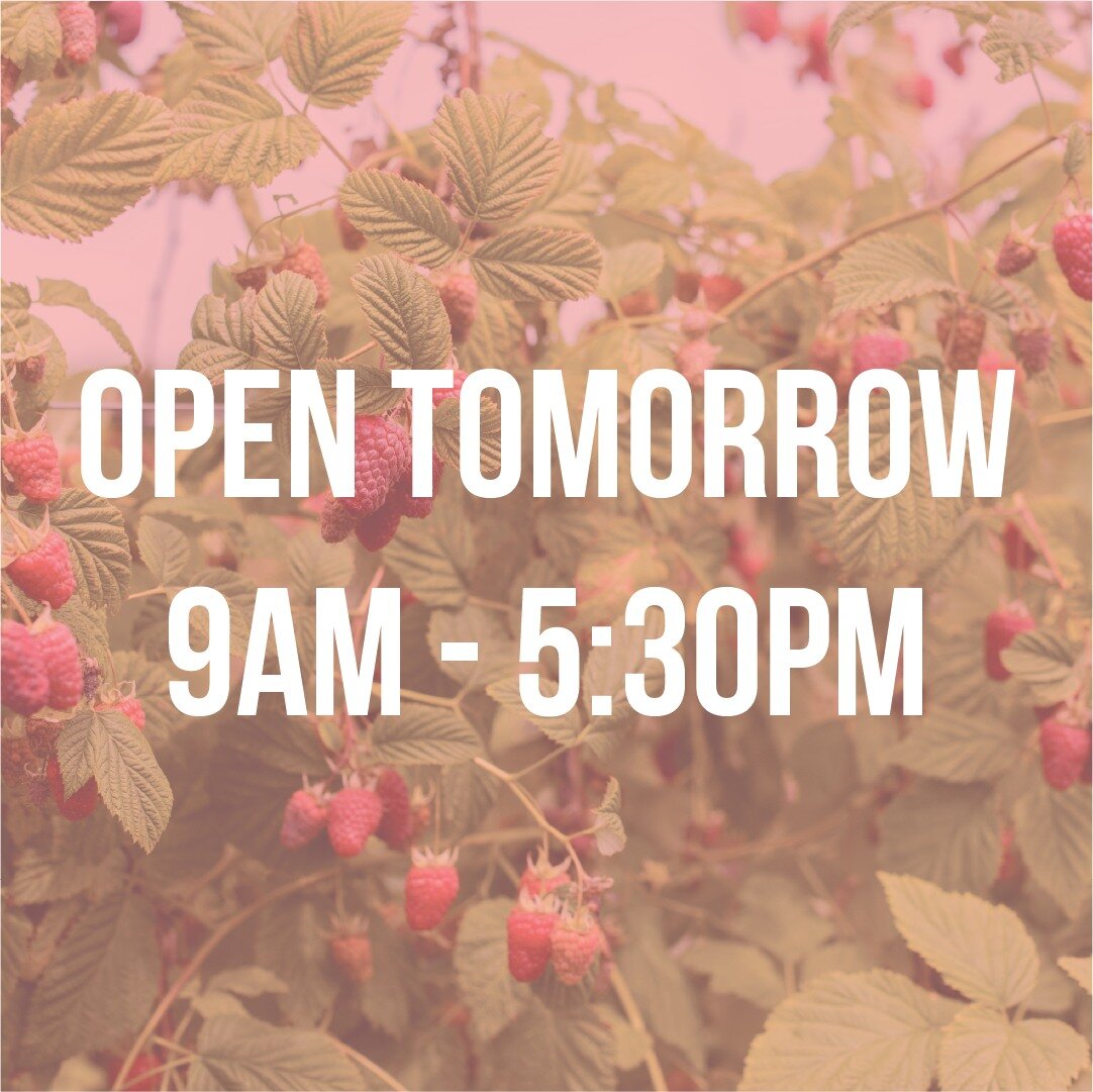 OPEN FROM TOMORROW 9AM-5:30PM
We will be open to everyone for PYO raspberries, karaka berries &amp; boysenberries and real fruit ice cream 😋