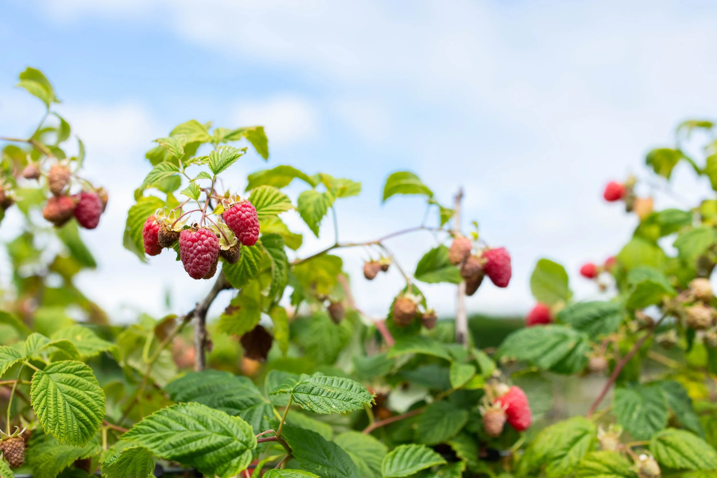 Berry Lands