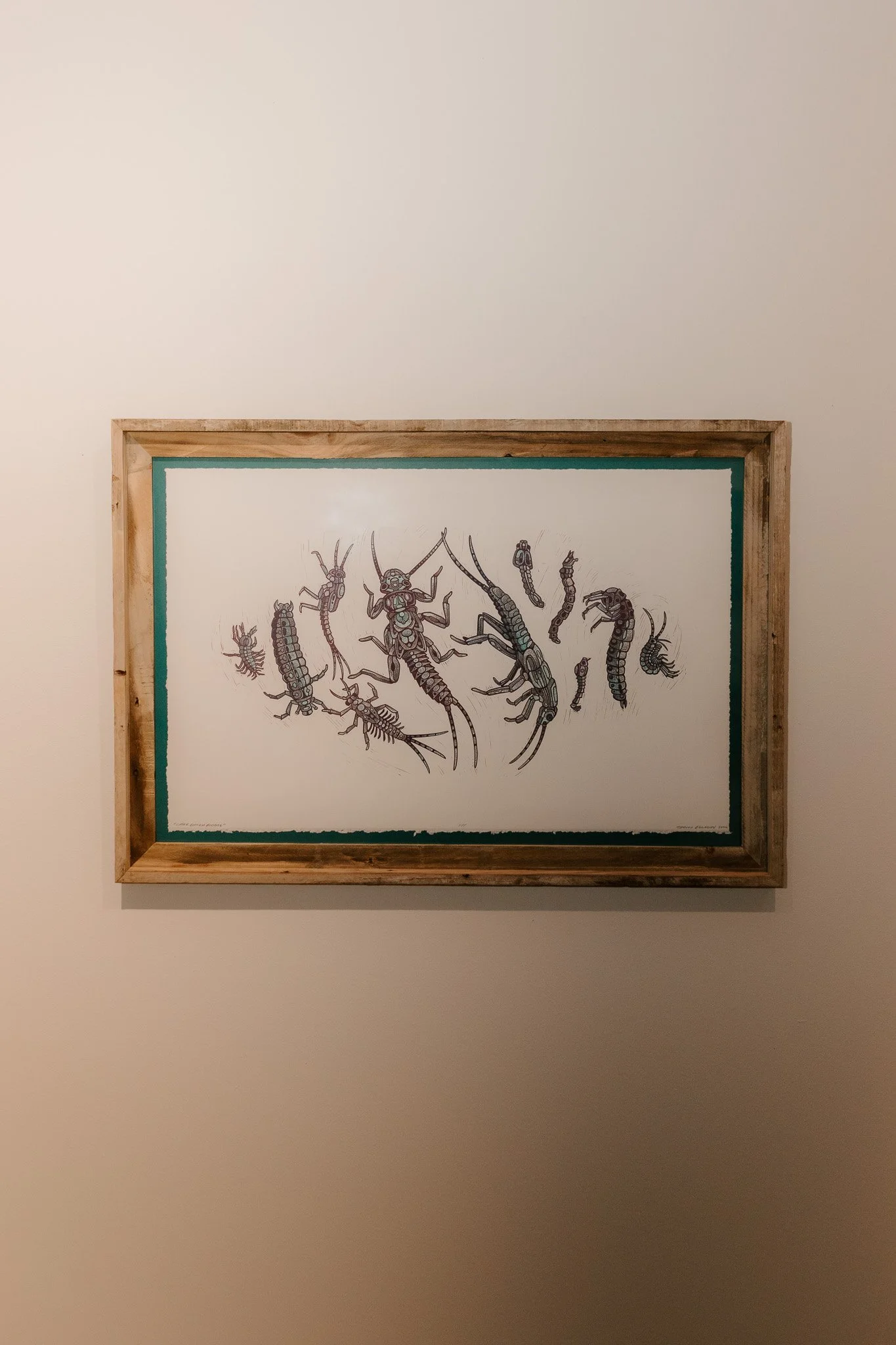 A framed drawing of various insects in black and white, hung on a plain wall.